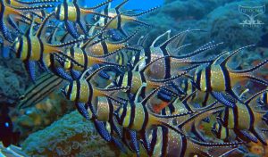 Banggai Cardinalfish (Pterapogon kauderni) School