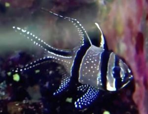 Banggai Cardinalfish (Pterapogon kauderni)
