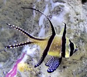 Banggai Cardinalfish (Pterapogon kauderni)