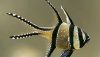 Banggai Cardinalfish (Pterapogon kauderni)