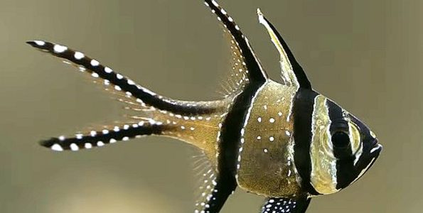 Banggai Cardinalfish (Pterapogon kauderni)