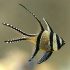 Banggai Cardinalfish (Pterapogon kauderni)