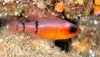 Belted Cardinalfish (Apogon townsendi)