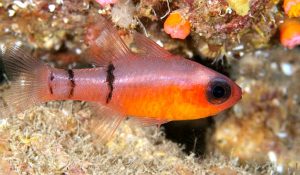 Belted Cardinalfish (Apogon townsendi)