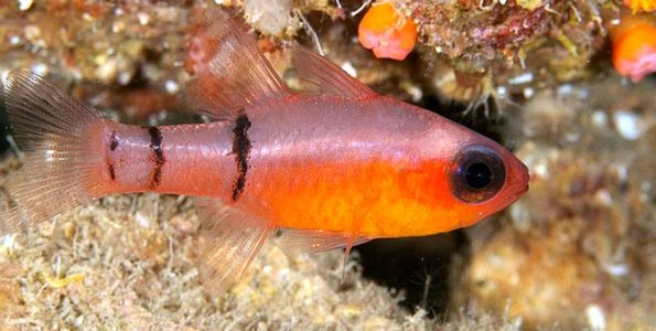 Belted Cardinalfish (Apogon townsendi)
