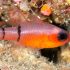 Belted Cardinalfish (Apogon townsendi)