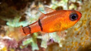 Belted Cardinalfish (Apogon townsendi)