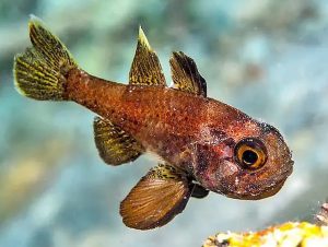Blackfin Cardinalfish (Astrapogon puncticulatus)