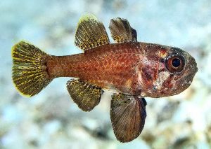 Blackfin Cardinalfish (Astrapogon puncticulatus)