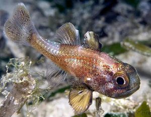Blackfin Cardinalfish (Astrapogon puncticulatus)