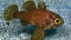 Blackfin Cardinalfish (Astrapogon puncticulatus)