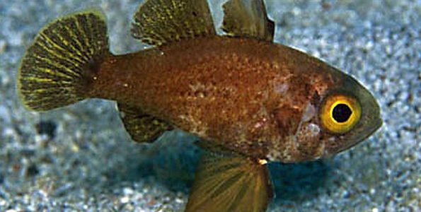 Blackfin Cardinalfish (Astrapogon puncticulatus)