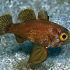 Blackfin Cardinalfish (Astrapogon puncticulatus)
