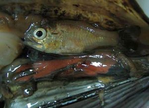 Conchfish (Astrapogon stellatus) in Conch