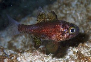 Conchfish (Astrapogon stellatus)