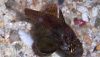 Conchfish (Astrapogon stellatus) Conchfish (Astrapogon stellatus)