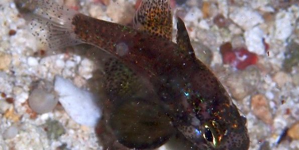 Conchfish (Astrapogon stellatus)