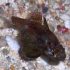 Conchfish (Astrapogon stellatus)