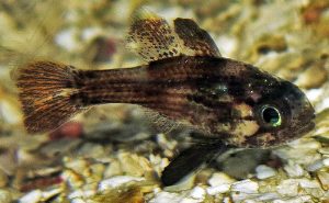 Conchfish (Astrapogon stellatus)
