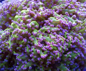 Frogspawn Corals (Fimbriaphyllia divisa, Euphyllia divisa)