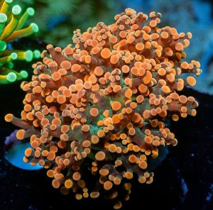 Orange Frogspawn Corals (Fimbriaphyllia divisa, Euphyllia divisa)