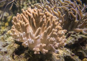 Finger Leather Coral (Sinularia sp.)