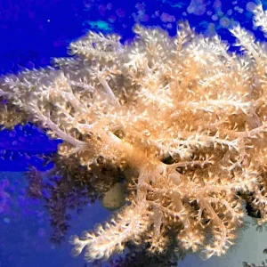 Finger Leather Coral (Sinularia sp.)