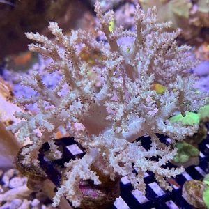 Finger Leather Coral (Sinularia sp.)