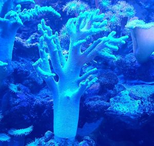 Finger Leather Coral (Sinularia sp.)