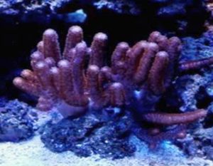 Finger Leather Coral (Sinularia sp.)
