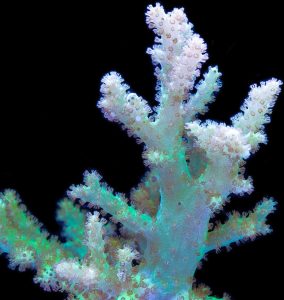 Finger Leather Coral (Sinularia sp.)