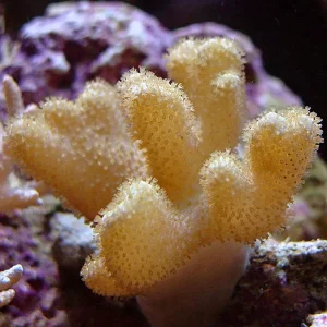 Finger Leather Coral (Sinularia sp.)
