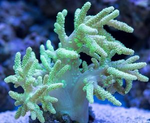 Finger Leather Coral (Sinularia sp.)