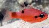 Flame Cardinalfish (Apogon maculatus) Flame Cardinalfish (Apogon maculatus)