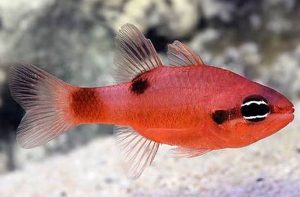 Flame Cardinalfish (Apogon maculatus)