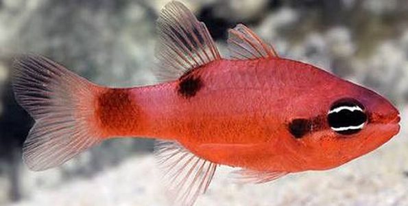 Flame Cardinalfish (Apogon maculatus)