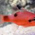 Flame Cardinalfish (Apogon maculatus)