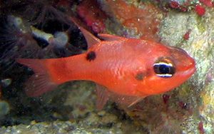 Flame Cardinalfish (Apogon maculatus)