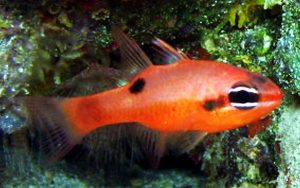 Flame Cardinalfish (Apogon maculatus)