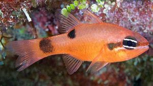 Flame Cardinalfish (Apogon maculatus)