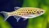 Gold Ring Danio (danio tinwini)