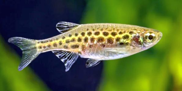 Gold Ring Danio (danio tinwini)