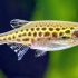 Gold Ring Danio (danio tinwini)