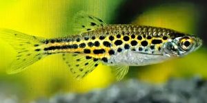Gold Ring Danio (danio tinwini)