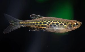 Gold Ring Danio (danio tinwini)