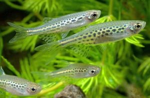 Gold Ring Danio (danio tinwini) Shoal