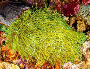 Torch Coral (Euphyllia glabrescens)