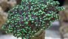 Frogspawn Coral (Fimbriaphyllia divisa, Euphyllia divisa)