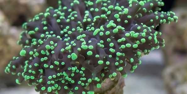 Frogspawn Coral (Fimbriaphyllia divisa, Euphyllia divisa)