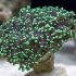 Frogspawn Coral (Fimbriaphyllia divisa)